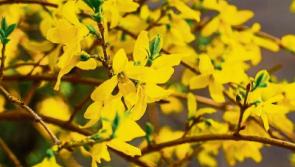 Spring is in bloom - finally