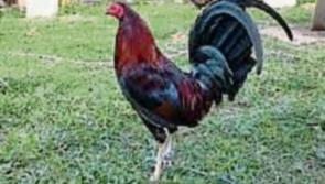 John B Keane: Gauntlet thrown down on behalf of fighting cock