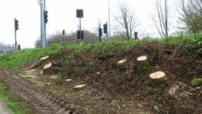 Timber! Axing of 100 trees near busy Limerick road not a popular decision