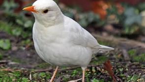 John B Keane: White blackbirds generating range of reactions