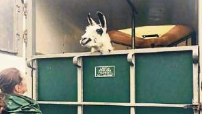 Limerick Llama gets a new home under €450 deal after LAW steps in