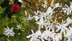 Magnolias will brighten up your summer Garden.