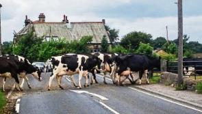 Limerick farmers worried over cow dung court case