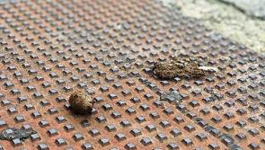 Much adoodoo about poo: Instagrammer slams Limerick city's dog waste problem
