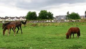 New figures reveal Limerick City and County Council's bill for loose horses