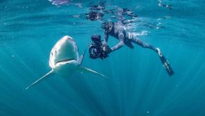 Under-water cameraman and filmmaker to perform unique live show in Limerick