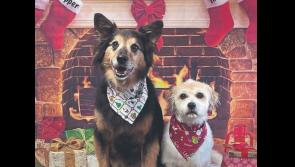 Green Limerick: Big boost for local charities  on National Animal Awareness Day