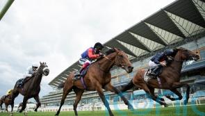 First Receiver carries the King’s colours to victory at the Horse of the Year Show
