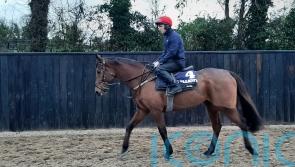 Galvin to spearhead Gordon Elliott’s Christmas team