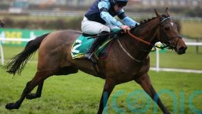 Cheltenham Festival winner Indefatigable bows out