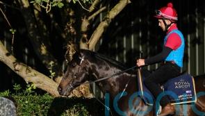 Artorius and Highfield Princess star in cracking weekend sprint feature