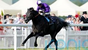 Team Amo taking aim at Irish Champions Festival