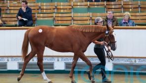 Frankel filly latest part of ‘long-term project’ for Shadwell