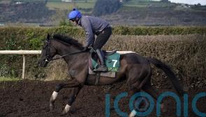 Galopin Des Champs primed for Gold Cup defence