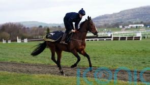 Shark prepping Hewick for National attack – but first is the Gold Cup