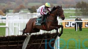 ‘Horses for courses’ – Gilligan hoping Buddy can make his mark at the Festival