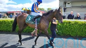 Celtic Chieftain puts his name into the Ascot mix for O’Brien