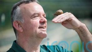 Monaghan farmer plays matchmaker with ‘lonely hearts’ snails