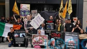 Protest at Danish embassy in Dublin calling for anti-whaling activist’s release