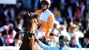 Paris the next stop for Meehan’s Jayarebe