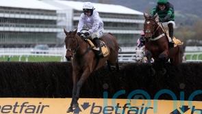 Springwell Bay stars for the O’Neill team at Cheltenham