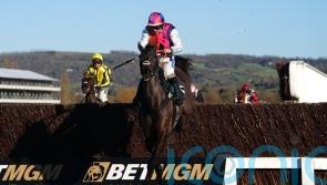 Haiti Couleurs has Curtis dreaming of Cheltenham glory again