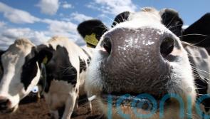 Withdrawal of critical veterinary medicines could have ‘severe impact’ on NI