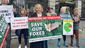 Bill banning ‘cruel’ fox hunting in Ireland introduced to Dail