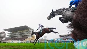 July Flower in full bloom for De Bromhead at Cheltenham