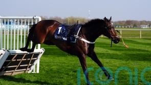 British Horseracing Authority confident in benefits of padded hurdles