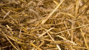 Plenty of Limerick interest in festival of threshing this weekend