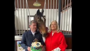 Birthday bash for legendary Limerick horse