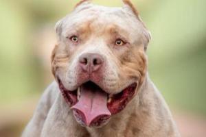 UPDATE: XL Bully dog which savagely attacked Limerick woman put down