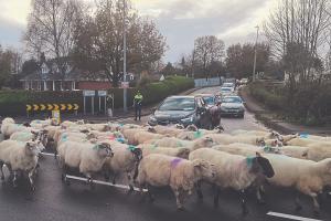 Ewe got this! Limerick gardai direct a flock of sheep instead of traffic