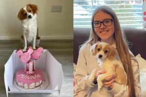 'She is perfect for us' - Woman drives two hours to rescue Minnie at Limerick dog rescue