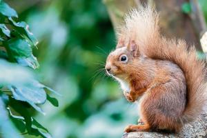 Green Limerick: Limerick Council encourage public to survey woodland mammals