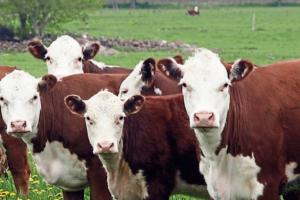 Beef price cuts ‘irresponsible and  reckless’ – say the IFA