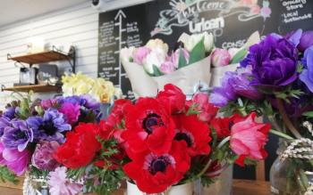 The Urban Co-operative - Loving the Land: As seen in the Feb–Mar Issue of Limerick Life