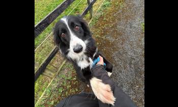 PICTURES: Pets given a second chance by Limerick Animal Welfare look for loving new homes