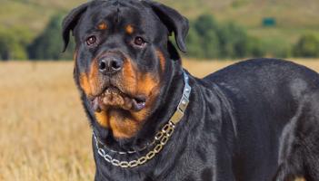 Man who walked rottweiler without muzzle in Limerick fined in court