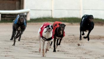 Talking Dogs features Con and Anne Kirby quarter-finals