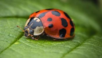 Wild About Wildlife: Cinnabar moths and ladybirds