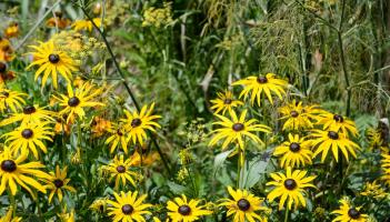 Green Fingers: Lifting and dividing herbaceous plants