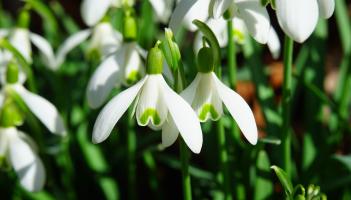 Green Fingers: So when does spring actually begin?