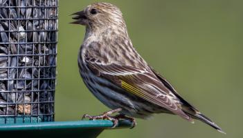 Wild About Wildlife: Siskins are a sure sign of spring