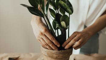 Green Fingers: What’s the best way to feed your plants?