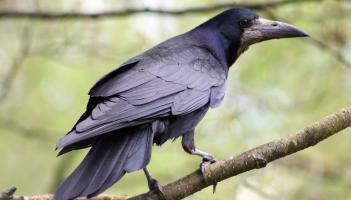 Wild About Wildlife: Rooks: The rogues of the skies