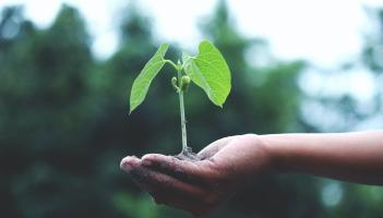 Green Fingers: The rewards of growing flowers from seed