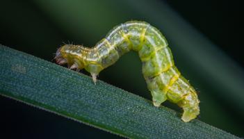 Wild About Wildlife: The buzz of spring is in the air