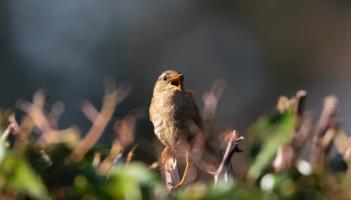 Wild About Wildlife: It’s time to get busy in the garden